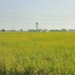 ਪੰਜਾਬ-ਚੰਡੀਗੜ੍ਹ ਵਿੱਚ ਮੌਸਮ ਰਹੇਗਾ ਖੁਸ਼ਕ, ਮੀਂਹ ਦੀ ਉਮੀਦ ਘੱਟ ਪੰਜਾਬ-ਚੰਡੀਗੜ੍ਹ ਵਿੱਚ ਮੌਸਮ ਰਹੇਗਾ ਖੁਸ਼ਕ, ਮੀਂਹ ਦੀ ਉਮੀਦ ਘੱਟ